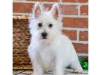 West Highland White Terrier Puppy for sale in Syracuse, IN, USA