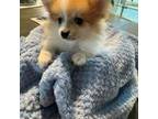 Pomeranian Puppy for sale in Floresville, TX, USA