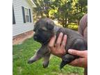 German Shepherd Dog Puppy for sale in Gibsonville, NC, USA
