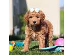 Miniature Labradoodle Puppy for sale in Sugarcreek, OH, USA