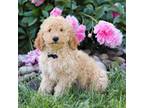 Miniature Labradoodle Puppy for sale in Sugarcreek, OH, USA