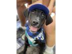 Adopt BB-8 a Labrador Retriever, Mixed Breed