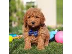 Miniature Labradoodle Puppy for sale in Sugarcreek, OH, USA