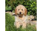 Miniature Labradoodle Puppy for sale in Sugarcreek, OH, USA