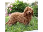 Miniature Labradoodle Puppy for sale in Sugarcreek, OH, USA