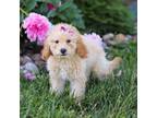 Miniature Labradoodle Puppy for sale in Sugarcreek, OH, USA