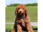 Miniature Labradoodle Puppy for sale in Sugarcreek, OH, USA