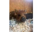 Adopt Oliver a Pig