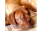 American Bull Dogue De Bordeaux Puppy for sale in Troy, NC, USA