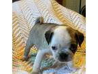 Pug Puppy for sale in Sunman, IN, USA