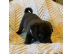 Pug Puppy for sale in Sunman, IN, USA