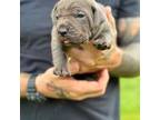 Cane Corso Puppy for sale in Cleburne, TX, USA