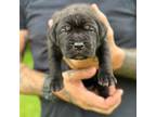 Cane Corso Puppy for sale in Cleburne, TX, USA