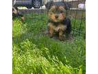 Yorkshire Terrier Puppy for sale in Pikeville, KY, USA