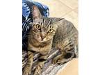 Adopt Wilson a Domestic Short Hair