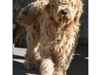 Goldendoodle Puppy for sale in Show Low, AZ, USA