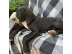 Great Dane Puppy for sale in Middlebury, IN, USA