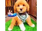 Maltipoo Puppy for sale in Houston, TX, USA