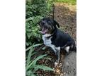 Adopt Rex a Australian Cattle Dog / Blue Heeler