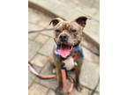 Adopt Coupe a Mixed Breed