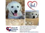 Adopt Jed a Golden Retriever, Great Pyrenees