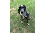 Adopt Stanley a Beagle, Australian Cattle Dog / Blue Heeler