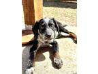 Adopt Stanley a Beagle, Australian Cattle Dog / Blue Heeler