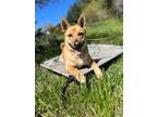 Adopt Tommy a Shepherd, Shiba Inu