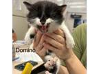 Adopt Domino a Domestic Medium Hair