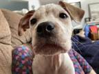 Adopt Clyde a Boxer, Pit Bull Terrier