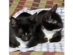 Adopt Pickles + Mustard a Domestic Short Hair