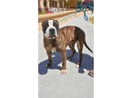 Adopt Trace a Boxer, Pit Bull Terrier