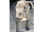 Adopt Malcom a Pit Bull Terrier