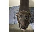 Adopt Bulleit a Labrador Retriever, Pit Bull Terrier