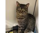 Adopt Rocky Balboa a Tabby