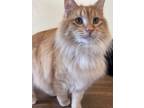 Adopt Breadstick a Domestic Long Hair