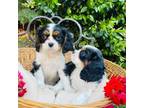 Cavalier King Charles Spaniel Puppy for sale in Lincoln, CA, USA