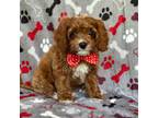 Cavapoo Puppy for sale in Lakeland, FL, USA