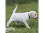 Labrador Retriever Puppy for sale in Point, TX, USA