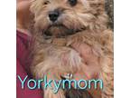 Yorkshire Terrier Puppy for sale in Destin, FL, USA