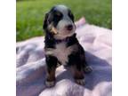 Bernese Mountain Dog Puppy for sale in Nokomis, IL, USA