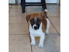 Parson Russell Terrier Puppy for sale in Aquasco, MD, USA