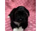 Maltipoo Puppy for sale in Nacogdoches, TX, USA