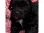 Poodle (Toy) Puppy for sale in Nacogdoches, TX, USA