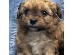 Cairn Terrier Puppy for sale in Nacogdoches, TX, USA
