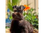 Schnauzer (Miniature) Puppy for sale in Jacksonville, TX, USA