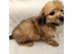 Maltipoo Puppy for sale in Grandville, MI, USA