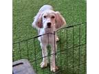 English Setter Puppy for sale in Jamestown, TN, USA