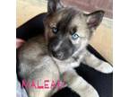 Siberian Husky Puppy for sale in Florence, AL, USA