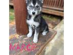 Siberian Husky Puppy for sale in Florence, AL, USA